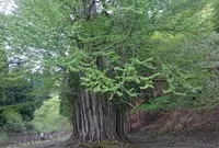 糸井の大カツラの写真・動画_image_137131