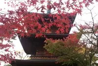 豪徳寺の写真・動画_image_206019