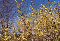 府中市郷土の森博物館の蝋梅の写真・動画_image_290873