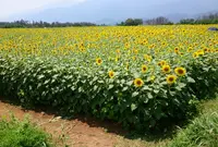 明野サンフラワーフェスティバル浅尾新田会場の写真・動画_image_308884