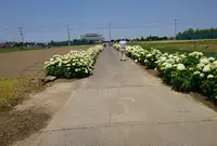 騎西あじさいロードの写真・動画_image_309908