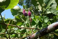 遍照寺の葛の写真・動画_image_316018