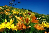 びわこ箱館山ゆり園の写真・動画_image_444266