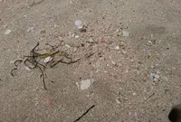 増穂浦海岸の写真・動画_image_459620