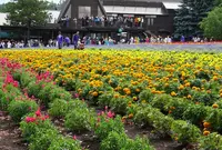 ファーム富田の写真・動画_image_630772