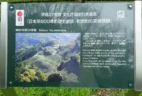 撰原の茶畑の写真・動画_image_73857