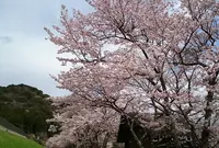 もみじの里公園の写真・動画_image_176976