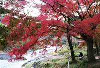 御岳渓谷の写真・動画_image_459396