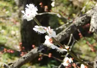 川売の梅の写真・動画_image_68317