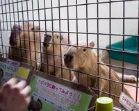 草津熱帯圏の写真・動画_image_26601