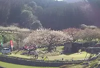 川売の梅の写真・動画_image_68319