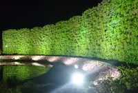 あしかがフラワーパークの写真・動画_image_75679