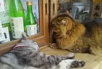 梅宮大社の写真・動画_image_79088