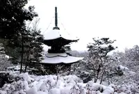 常寂光寺の写真・動画_image_66654