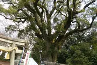 宗像神社の写真・動画_image_71490