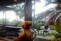 Fuu Cafeの写真・動画_image_71959