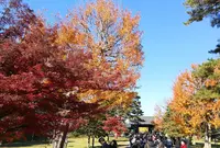 皇居乾通りの写真・動画_image_458111