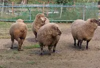 歌仙の滝の写真・動画_image_52372