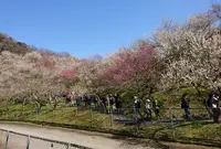 木下沢梅林の写真・動画_image_526927