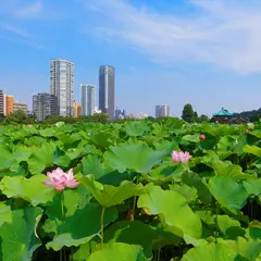 【上野 観光スポット29選】定番の上野恩賜公園からアメ横、谷中ぎんざまで見どころをご紹介