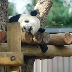 【上野動物園のQ&A】気になるギモンを徹底調査！