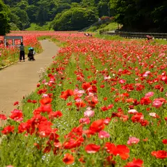 【神奈川観光】5月はここをチェック！