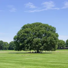 【昭和記念公園】電車やバスでの行き方をご紹介！