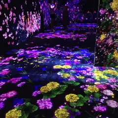【最新体験レポート】デジタルアートミュージアムお台場の楽しみ方完全ガイド