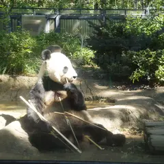 【上野動物園の楽しみ方完全ガイド】観光やデートにおすすめの情報や周辺情報も満載！