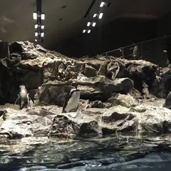 【すみだ水族館の楽しみ方完全ガイド】観光やデートにおすすめの情報や周辺情報も満載！