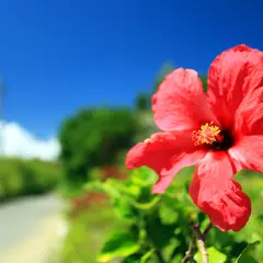 【沖縄県のおでかけ・観光マップ】地図から名所や周辺おすすめ情報を探そう！