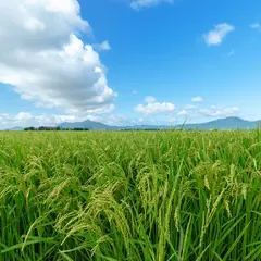 【新潟県 観光スポット紹介】雪国でおもいっきり遊びつくそう！おいしいご当地グルメも紹介