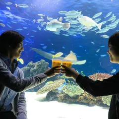 生き物たちを見ながらビールを1杯!「サンシャイン水族館 天空酒場2018」が池袋にオープン