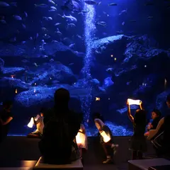 すみだ水族館×東武動物公園がコラボ「なつとほたるとすいぞくかん」ホタルの光とともに夏の涼を楽しめる