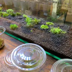 小さな緑のインテリア 苔屋