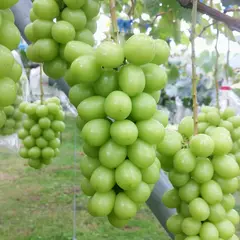 マルダイ大場農園