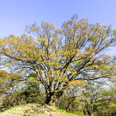 天童公園 大ケヤキ