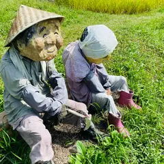 よこね田んぼ