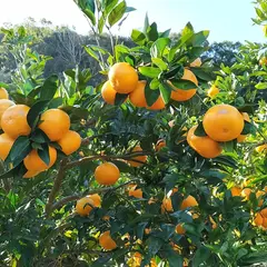 栗山園