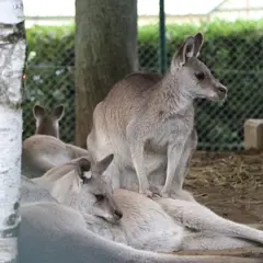 円山動物園 カンガルー館