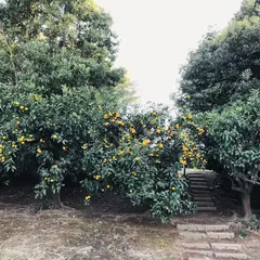 やまさ・みかん園