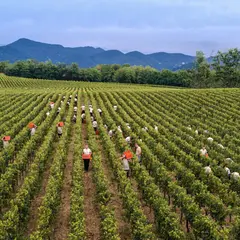 Ca' del Bosco