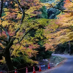 仏通寺のイヌマキ