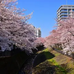 乞田川桜並木