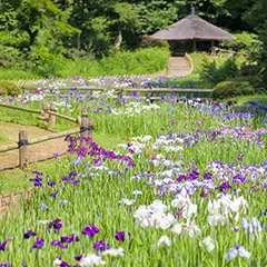 明治神宮御苑