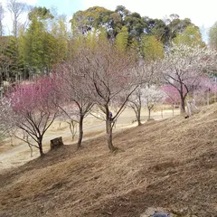 修善寺梅林