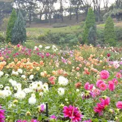 町田ダリア園