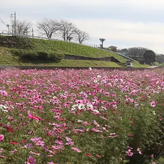 イシックス馬入のお花畑