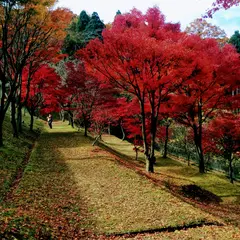 国府もみじ園