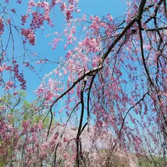 中継しだれ桜